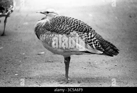 Ritratto in piedi Bustard Bird One Leg bianco e nero con un suggestivo motivo piuma Foto Stock
