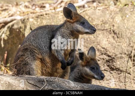 Primo piano di Australian Swamp Wallaby Foto Stock