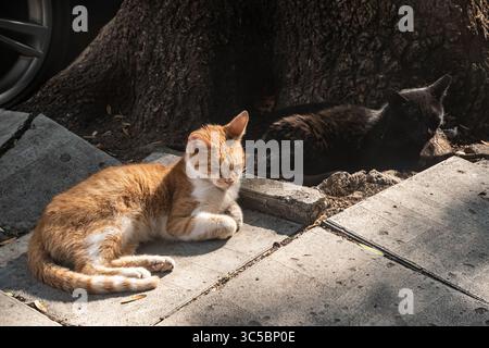 Due simpatici gatti da strada, uno zenzero, uno nero, che riposano sul marciapiede urbano Foto Stock