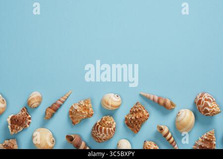Sfondo nautico estivo con una varietà di conchiglie marroni su uno sfondo azzurro. Inserire il testo. Foto Stock