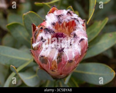 Il fiore rosa peloso dalla punta scura della pianta Beard Sugarbush (Protea), parte della vegetazione fynbos del Capo Occidentale. Foto Stock