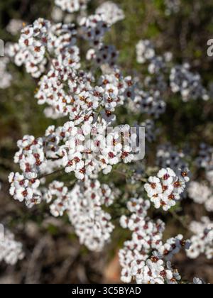 Piccoli fiori bianchi del rosmarino selvatico (Eriocephalus africanus) piantano all'esterno alla luce del sole. Orientamento verticale. Foto Stock