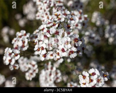 Piccoli fiori bianchi del rosmarino selvatico (Eriocephalus africanus) piantano all'esterno alla luce del sole. Foto Stock