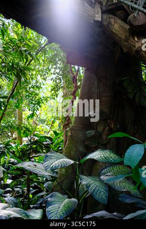 La luce del sole penetra attraverso il fogliame della giungla tropicale, illuminando grandi foglie a motivi geometrici e uno spesso tronco di alberi con viti appese. Foto Stock
