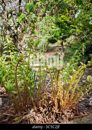 Fronde di felce giovani emergenti che crescono in un giardino forestale, con foglie verdi fresche e teste di cavallo arricciate. Lo sfondo mostra i rami intrecciati e altri spr Foto Stock