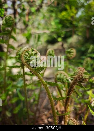 Primo piano di una giovane fronda di felce all'inizio della primavera, stretta a spirale. La texture dettagliata e i colori verdi vivaci esaltano la natura Foto Stock