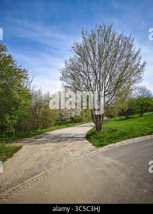 Il sentiero della campagna primaverile si divide in due direzioni, circondato da alberi verdi e dalla natura fiorente sotto un cielo blu. Foto Stock