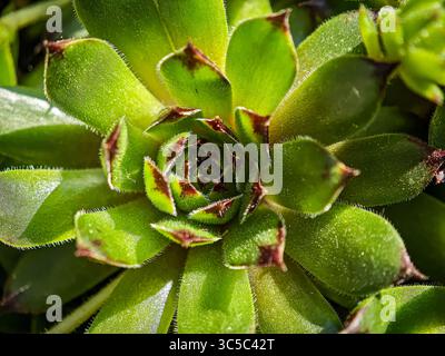 Primo piano di una pianta verde succulenta con punte rossastre, che mostra la consistenza dettagliata delle foglie e la simmetria. Foto Stock