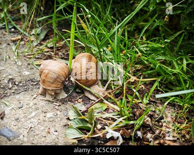 Due lumache romane (Helix pomatia) che strisciano fianco a fianco su terreno bagnato vicino all'erba verde dopo le piogge. Foto Stock