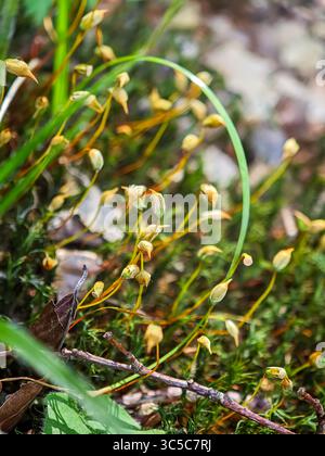 Macro shot di muschio con capsule di spore che crescono tra piccoli ramoscelli e detriti forestali, catturati alla luce del sole naturale con una profondità di campo bassa. Foto Stock