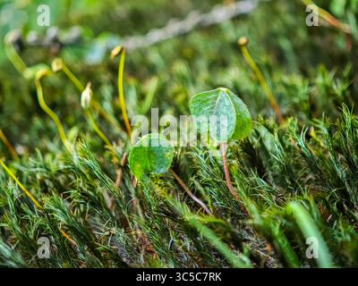 Foto macro di una singola foglia di trifoglio che cresce tra un denso muschio verde sul pavimento della foresta, circondato da delicate capsule di spore e luce naturale soffusa. Foto Stock