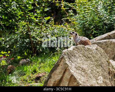 Meerkat seduto allerta su una grande roccia, circondata da vegetazione verde, osservando i dintorni in un habitat zoo. Foto Stock
