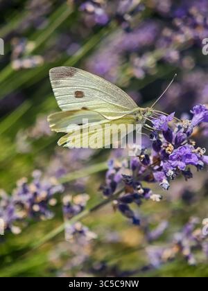 Primo piano di una farfalla bianca di cavolo che si nutre di fiori viola di lavanda in un giardino in una giornata di sole. Foto Stock