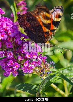 Vista laterale di una farfalla di pavone che si nutre di fiori di Buddha viola in giardino, mostrando la texture dettagliata delle ali e la luce naturale estiva. Foto Stock