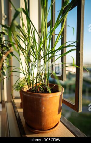 Pianta di citronella in vaso sul balcone. Coltivazione di erbe aromatiche fatte in casa Foto Stock