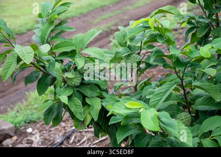 Frutta verde naturale. Mela crema pasticcera, frutta sull'albero. La mela o la mela da zucchero maturano sul ramo dell'albero. Foto Stock