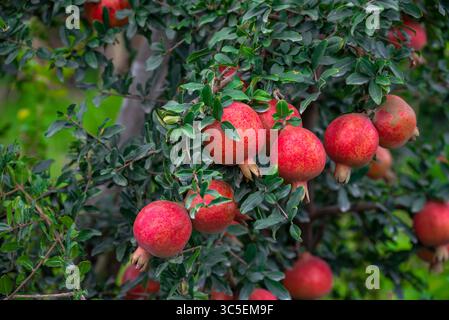 I frutti di melograno rosso maturo crescono su un albero di melograno in un giardino Foto Stock