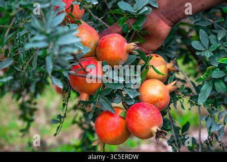 I frutti di melograno rosso maturo crescono su un albero di melograno in un giardino, pronto per la raccolta. Punica granatum. Agricoltura biologica. Foto Stock
