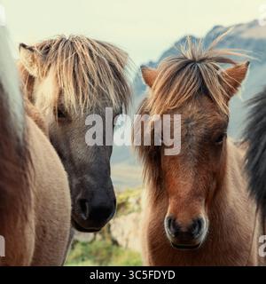 Un gruppo di cavalli islandesi in un ambiente rurale con mare e sfondo di montagna. Questa razza vichinga dura è unica e immutata per oltre mille anni Foto Stock
