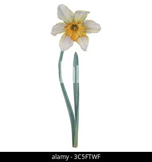 Fiore di Daffodil di colore giallo con stelo verde e foglie. Illustrazione floreale ad acquerello disegnata a mano su sfondo isolato. Disegno botanico per noi Foto Stock