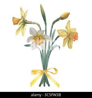 Bouquet di narciso con fiocco in raso di colore giallo. Illustrazione botanica ad acquerello disegnata a mano di narcisi su sfondo isolato. Sprin stagionale Foto Stock