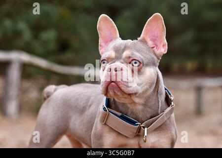 Ritratto di cute New Shade Isabella Bulldog francese color marrone arancio con ampio collare di arresto Foto Stock