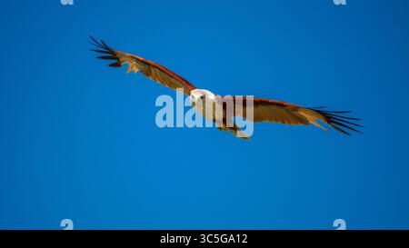 Brahminy Kite vola attraverso il cielo azzurro con le ali completamente sparse e gli occhi concentrati. Foto Stock