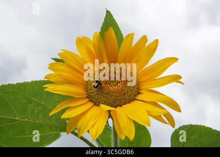 Girasole (Helianthus annuus) che guarda verso un cielo nuvoloso con bumblebee, Londra, Inghilterra. Una testa di fiori verso il cielo è una caratteristica peculiare dell'eliotropismo. Foto Stock