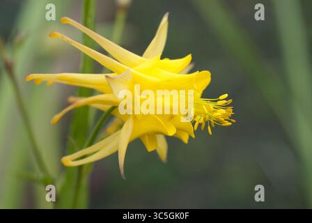 Un suggestivo fiore giallo si erge alto in un giardino, con i suoi petali unici che raggiungono l'esterno mentre la luce del sole illumina dolcemente la sua bellezza al mattino. Foto Stock
