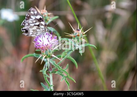 Farfalla bianca e nera che si nutre del fiore viola del cardo. Foto Stock