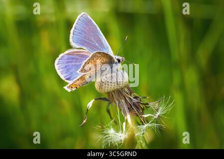 Farfalla blu comune maschile (Polyommatus icarus) su dente di leone sbiadito Foto Stock