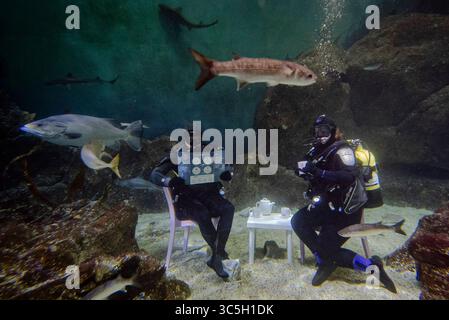 I subacquei testano un'installazione immersiva di soggiorno subacqueo nel serbatoio della barriera corallina di Eddystone presso il National Marine Aquarium di Plymouth, per il lancio della campagna "Ocean Friendly Homes" dell'Ocean Conservation Trust per aiutare a proteggere l'oceano dalle emissioni di carbonio di tutti i giorni. Data foto: Mercoledì 30 luglio 2025. Foto Stock