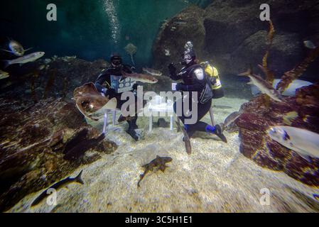 I subacquei testano un'installazione immersiva di soggiorno subacqueo nel serbatoio della barriera corallina di Eddystone presso il National Marine Aquarium di Plymouth, per il lancio della campagna "Ocean Friendly Homes" dell'Ocean Conservation Trust per aiutare a proteggere l'oceano dalle emissioni di carbonio di tutti i giorni. Data foto: Mercoledì 30 luglio 2025. Foto Stock