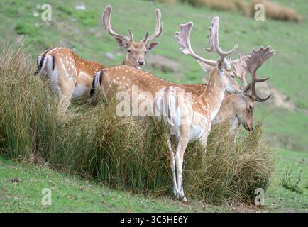 I cervi a fallo (Dama dama) sono buongustai con tre corna in velluto. Fine luglio, Kent, Regno Unito. Foto Stock