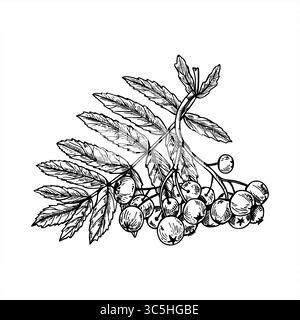 Diramazione con le bacche di rowan e foglie illustrazione vettoriale isolata in uno schizzo in stile bianco e nero. Gruppo di bacche di frassino di montagna monocromatico disegnato a mano Illustrazione Vettoriale