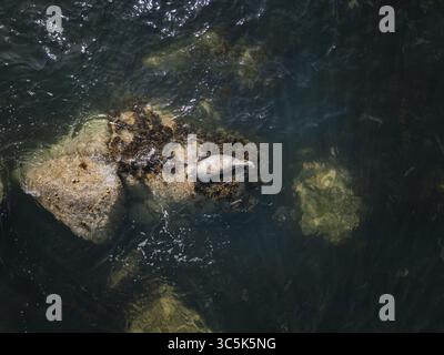 Vista aerea di una foca grigia che si crogiola su una roccia tra le acque scure e ondulate, il suo mantello si fonde con la pietra, vicino a Dublino, Irlanda. Foto Stock