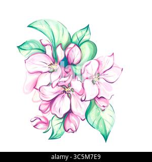 Acquerello in fiore di ciliegio giapponese, arte sakura. Bouquet di mele su sfondo bianco Illustrazione Vettoriale