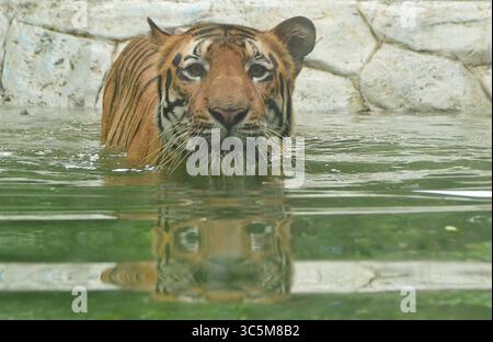 Mumbai, India. 29 luglio 2025. MUMBAI, INDIA - LUGLIO 29: I visitatori guardano la tigre reale del Bengala "Shakti" vagare all'interno del suo recinto in occasione della giornata internazionale della tigre, allo zoo di Byculla, il 29 luglio 2025 a Mumbai, India. (Foto di Bhushan Koyande/Hindustan Times/Sipa USA ) crediti: SIPA USA/Alamy Live News Foto Stock