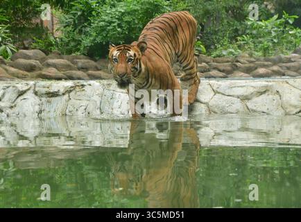 Mumbai, India. 29 luglio 2025. MUMBAI, INDIA - LUGLIO 29: I visitatori guardano la tigre reale del Bengala "Shakti" vagare all'interno del suo recinto in occasione della giornata internazionale della tigre, allo zoo di Byculla, il 29 luglio 2025 a Mumbai, India. (Foto di Bhushan Koyande/Hindustan Times/Sipa USA ) crediti: SIPA USA/Alamy Live News Foto Stock