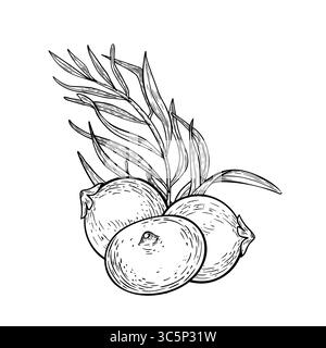 Vettore bianco nero disegnato a mano di ammassi di bacche di acai e foglie di palma tropicali isolate. Disegno dei contorni delle bacche tropicali. Superfood monocromatico per Illustrazione Vettoriale