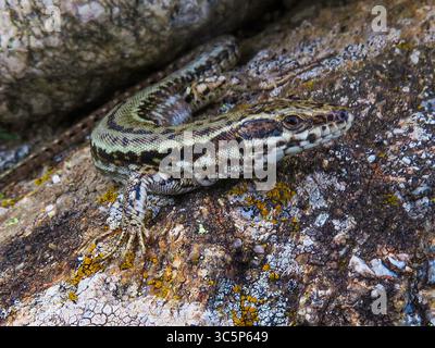 La Francia, Pirenei, lucertola comune (Podarcis muralis) è una specie di lucertola , chiamata anche lucertola europea delle pareti. Foto Stock