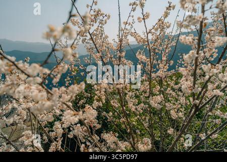 Sakura inizia a fiorire sull'isola di Shikoku, in Giappone. Foto di alta qualità Foto Stock