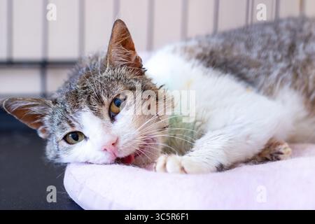 Un affascinante gatto marrone e bianco è comodamente adagiato su un morbido cuscino rosa, creando una scena accogliente e deliziosa in camera Foto Stock