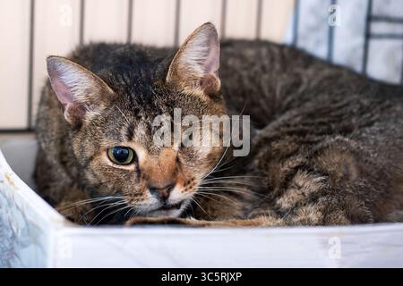 Un gatto domestico è comodamente sdraiato in una comoda scatola mentre guarda curiosamente direttamente la fotocamera, catturando il momento alla perfezione Foto Stock