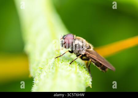 Hoverfly Cheilosia latifrons arroccato su boccioli di fiori, macrofotografia dettagliata scattata a Vergigny, Yonne, Francia. Foto Stock
