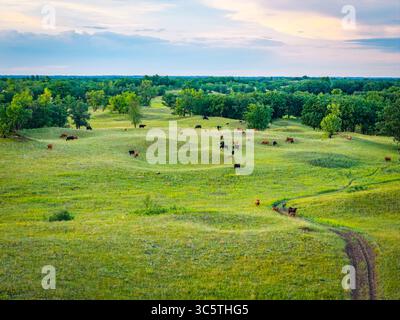 Un'ampia vista aerea cattura il bestiame che pascolano e si nutrono attraverso i vasti e ondulati paesaggi della prateria nazionale di Sheyenne nel North Dakota Foto Stock