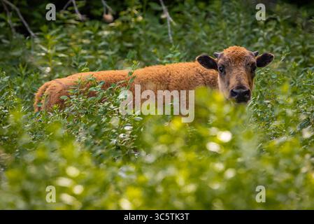 Un tenero ritratto ravvicinato cattura un giovane cucciolo di bufalo selvatico in un ambiente forestale Foto Stock
