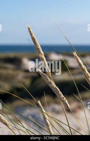 Beach Dune Grass che ondeggia sul Mar Baltico in una giornata di sole Foto Stock