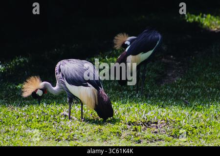 Gru a corona grigie che pascolano sull'erba all'aperto Foto Stock