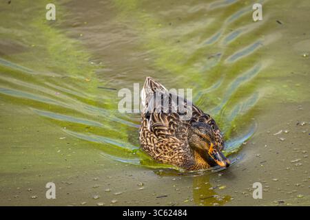Una femmina di Mallard Duck che nuota attraverso una fioritura di alghe tossiche di colore verde brillante presso la riserva naturale Oaks Bottom di Portland, Oregon Foto Stock